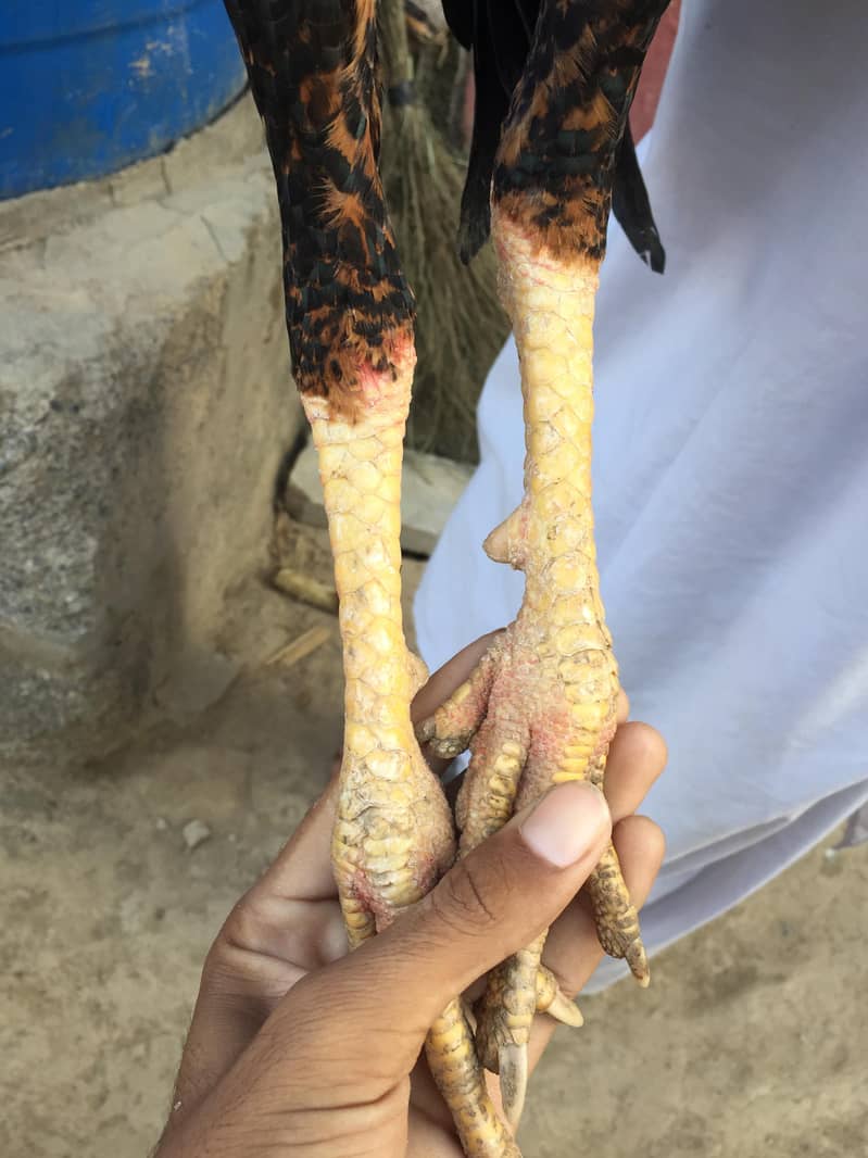 اصیل مرغا لاکھا /جاوا کلر 6