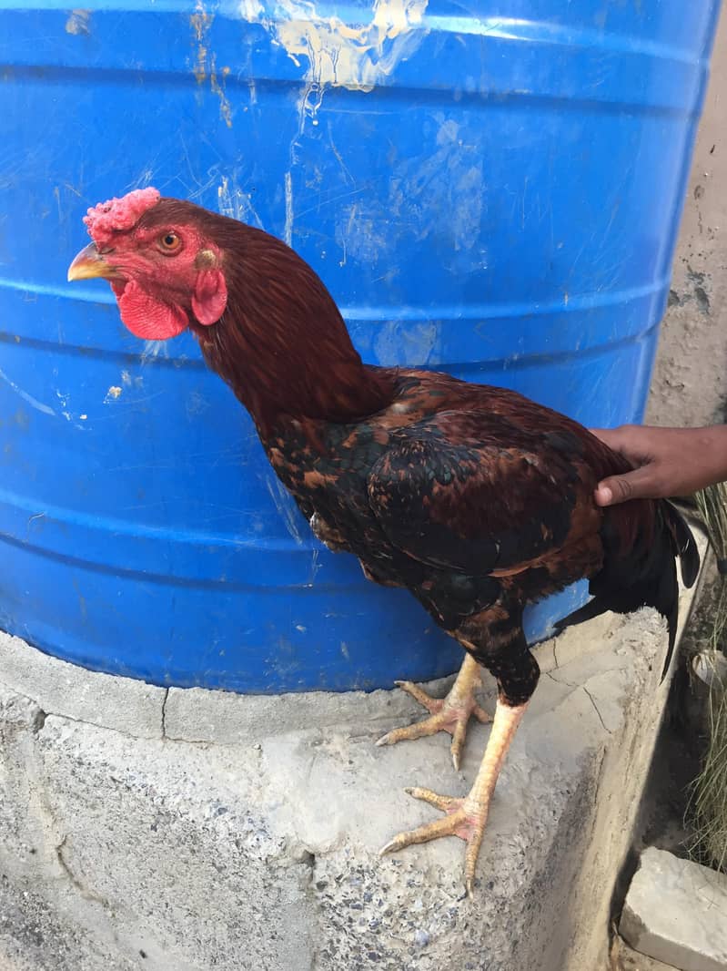 اصیل مرغا لاکھا /جاوا کلر 7