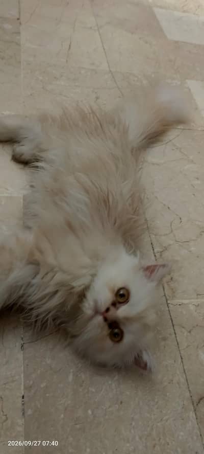 PERSAIN KITTEN
