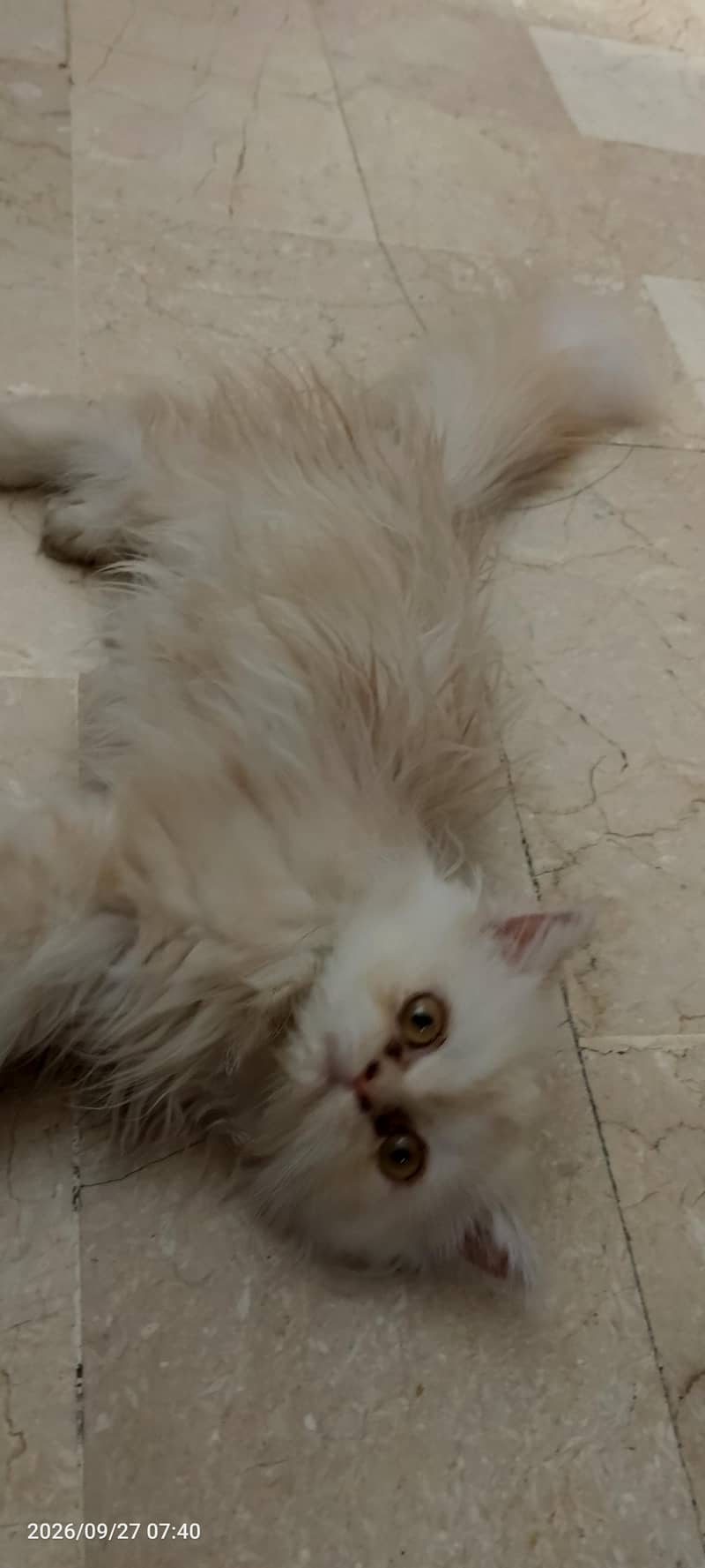 PERSAIN KITTEN 0