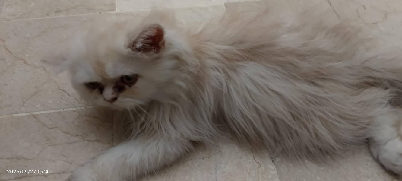 PERSAIN KITTEN 1