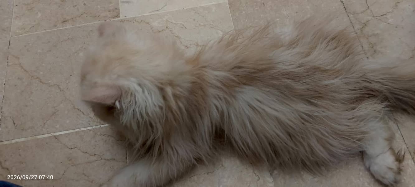PERSAIN KITTEN 2