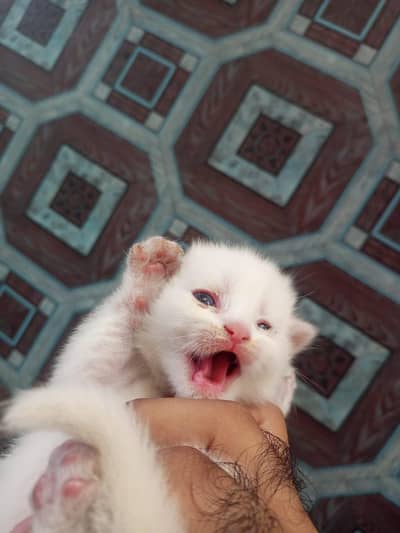 Persian kittens