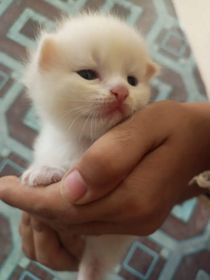Persian kittens — photo 2
