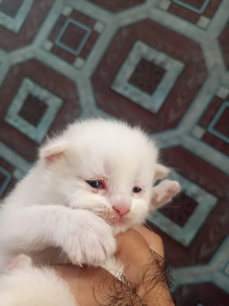 Persian kittens — photo 3