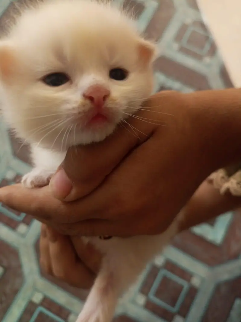 Persian kittens — photo 4