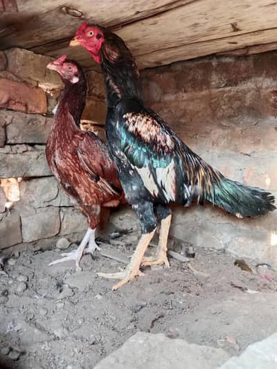 aseel pair for sale