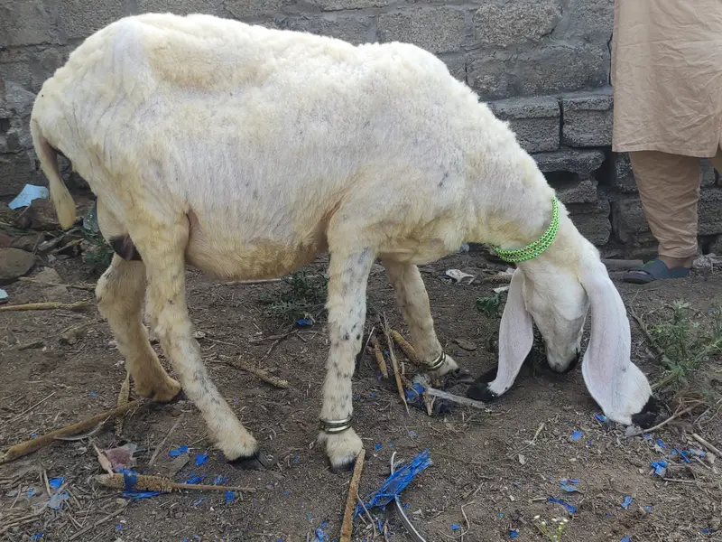 Biklul tiyra ha 7 din leti ha low price ha — photo 2