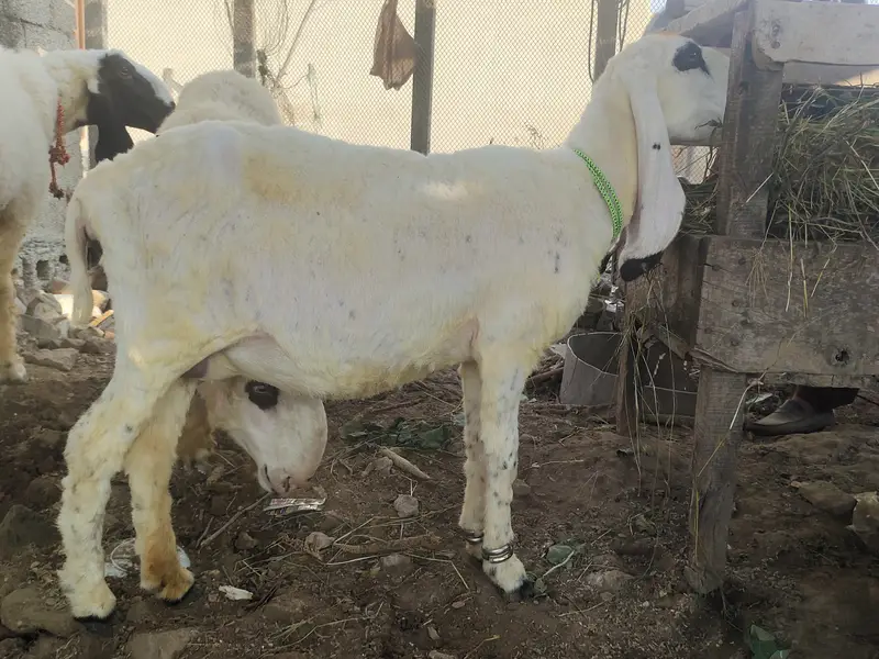 Biklul tiyra ha 7 din leti ha low price ha — photo 3