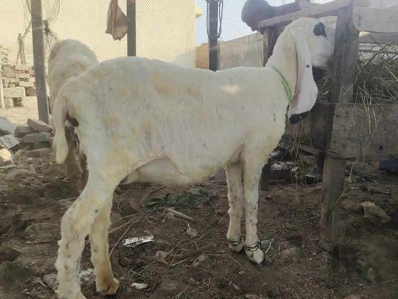 Biklul tiyra ha 7 din leti ha low price ha — photo 4