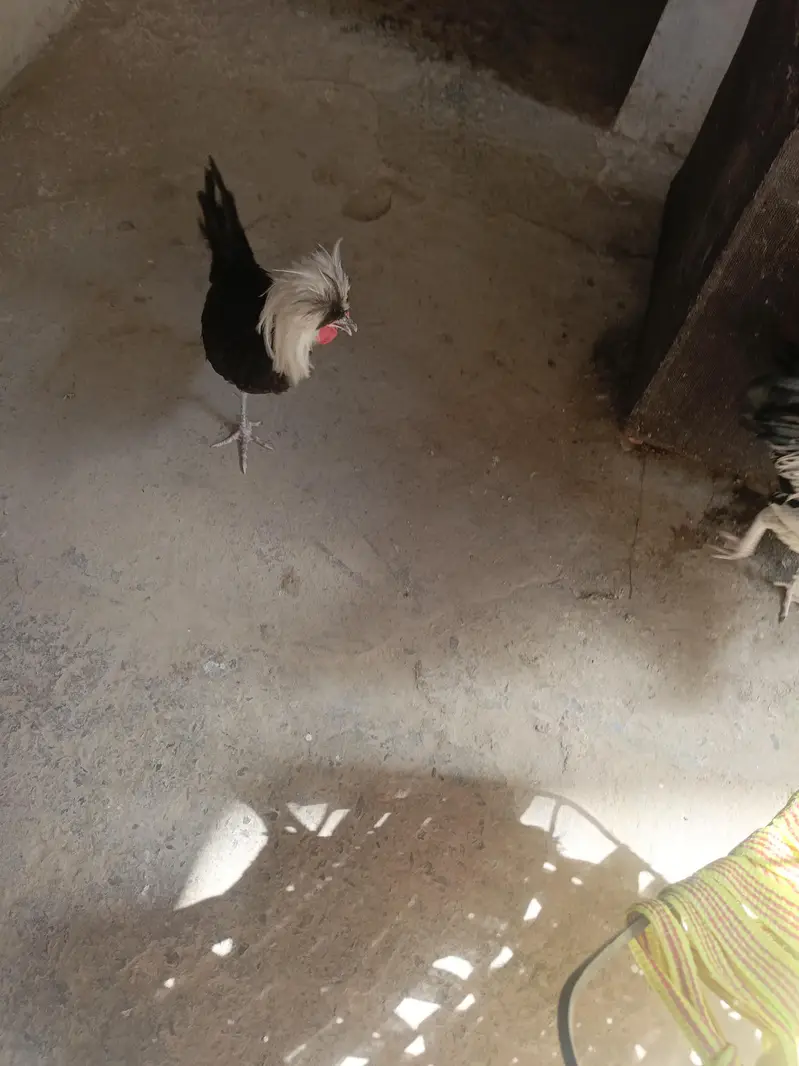 Black Polish Murgha. Misri murghi & Murgha — photo 3