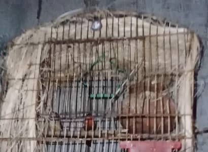 lovebirds and strawberry finch breeder pair