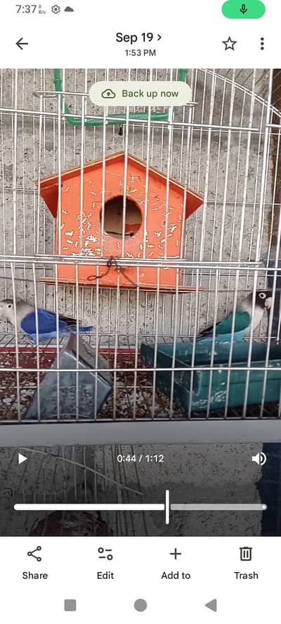 lovebirds and strawberry finch breeder pair