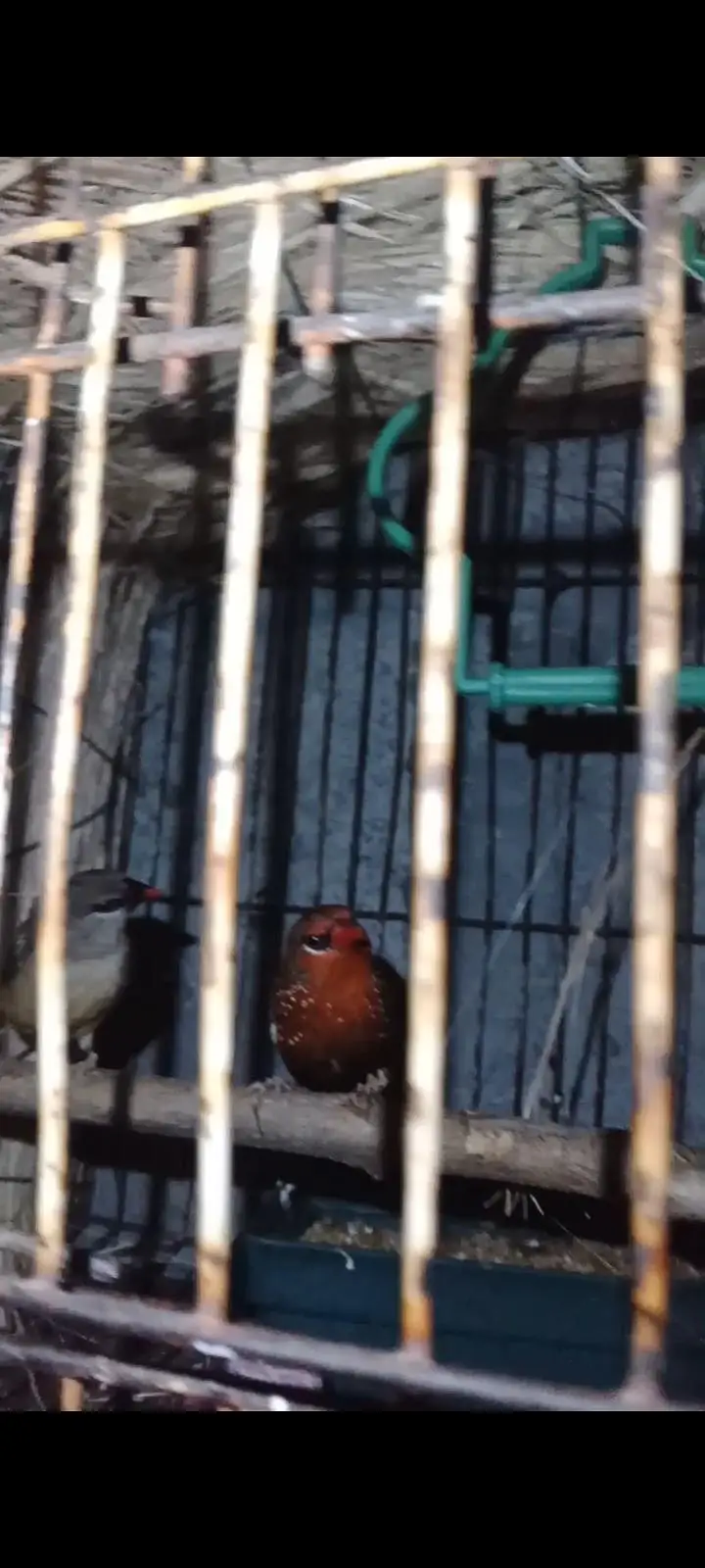 lovebirds and strawberry finch breeder pair — photo 3