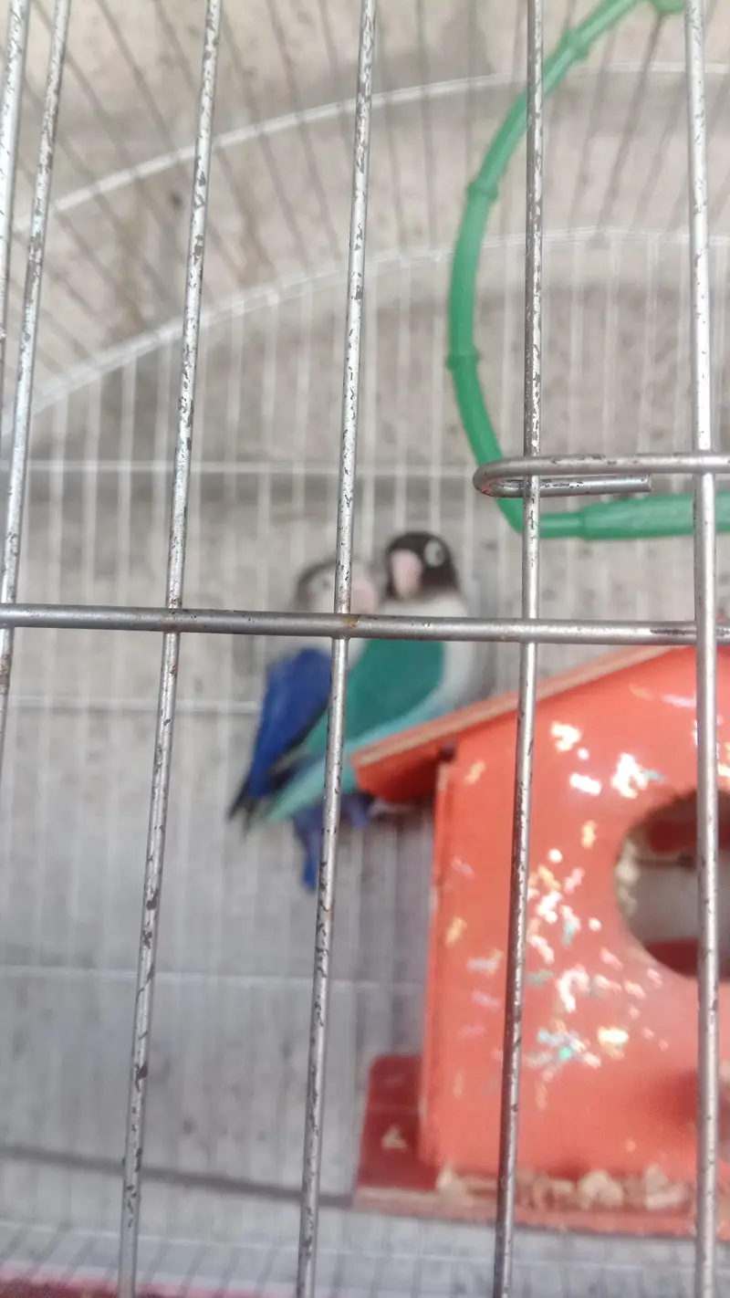lovebirds and strawberry finch breeder pair — photo 4