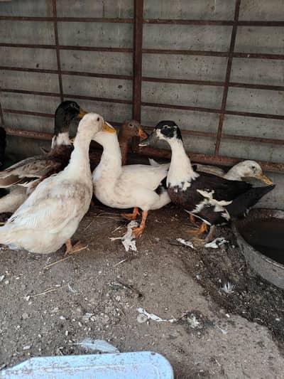 ducks for sale