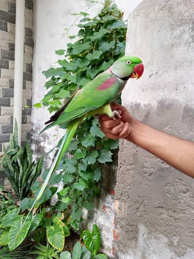 Jamboo size talking tame male