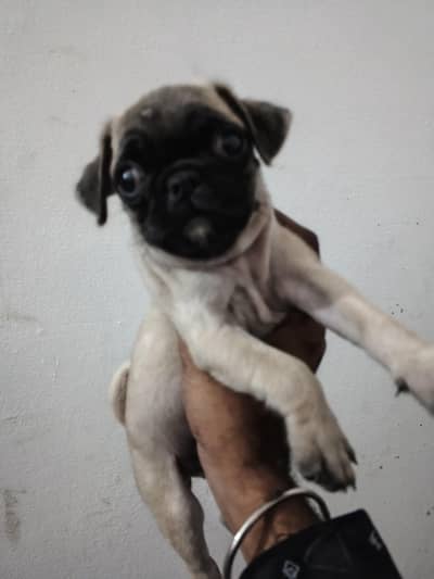 pug pups pair for sale