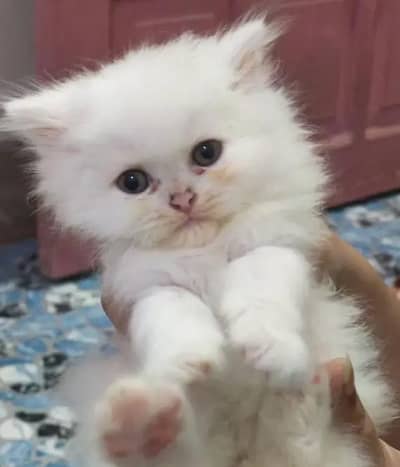 percian cat