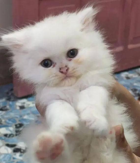 percian cat 0