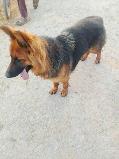 German shepherd long coated