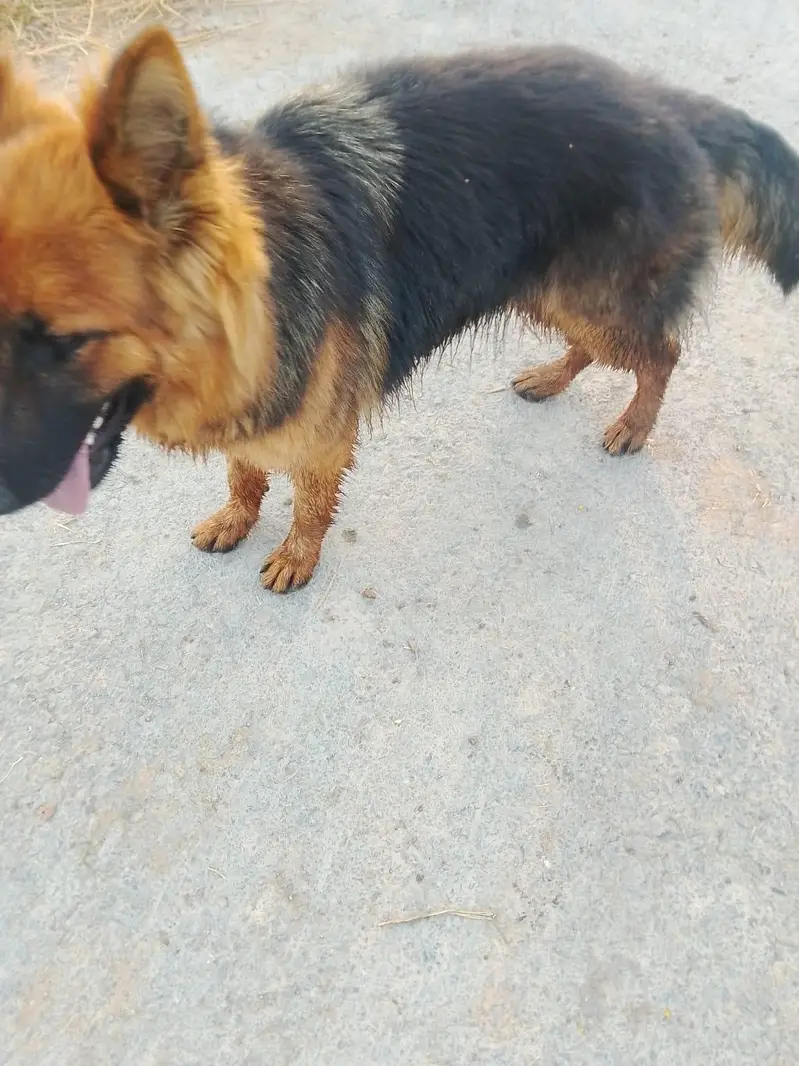 German shepherd long coated — photo 2