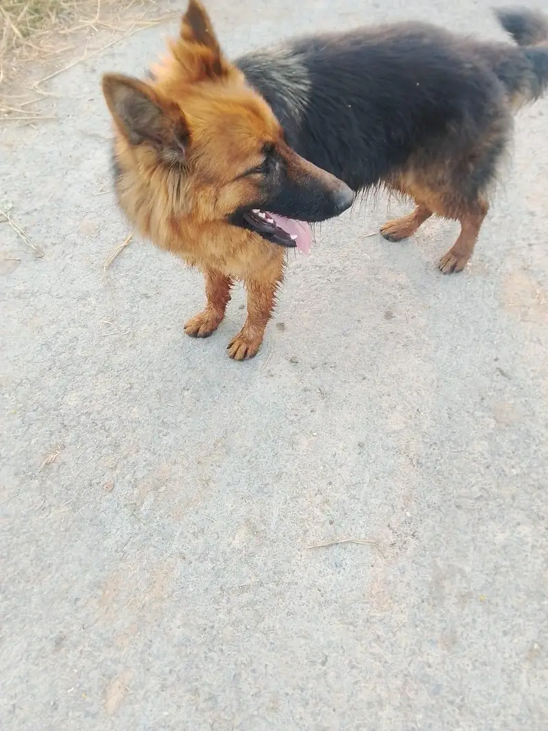German shepherd long coated — photo 3