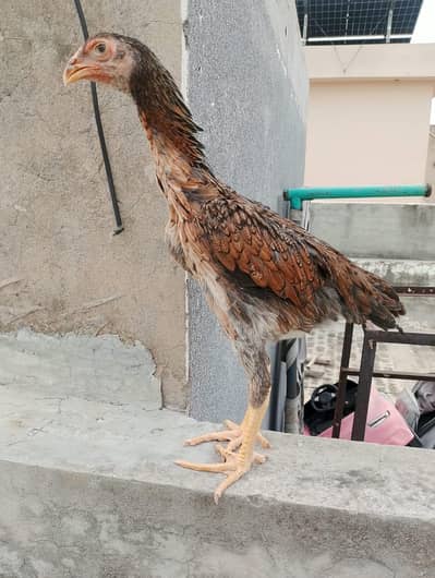 Aseel Female