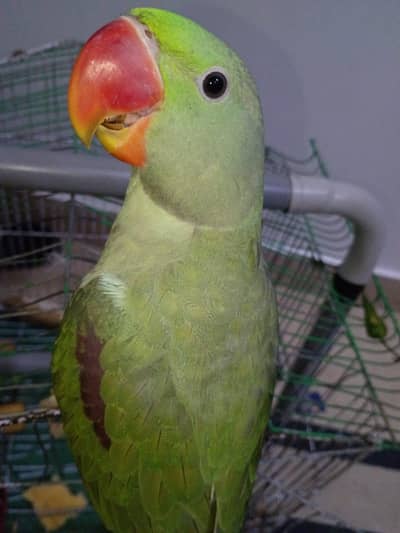 RAW PARROT FULL JAMBO SIZE