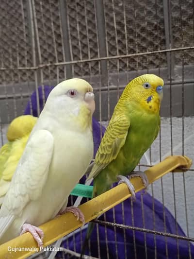 Required Female Australian Parrott