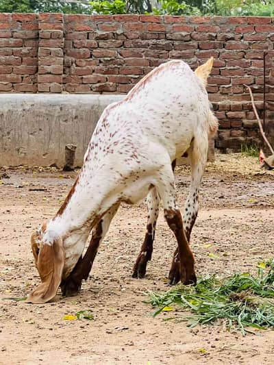 Abdullah