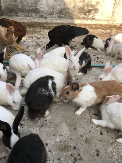 Rabbits For sale