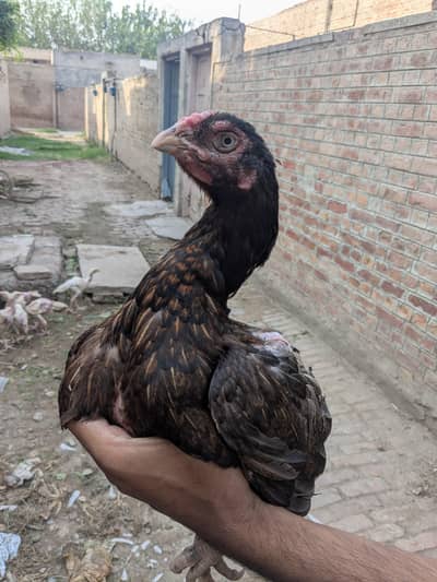 pure assel mianwali mushki high quality abhi kureez mn ha graunte Ando
