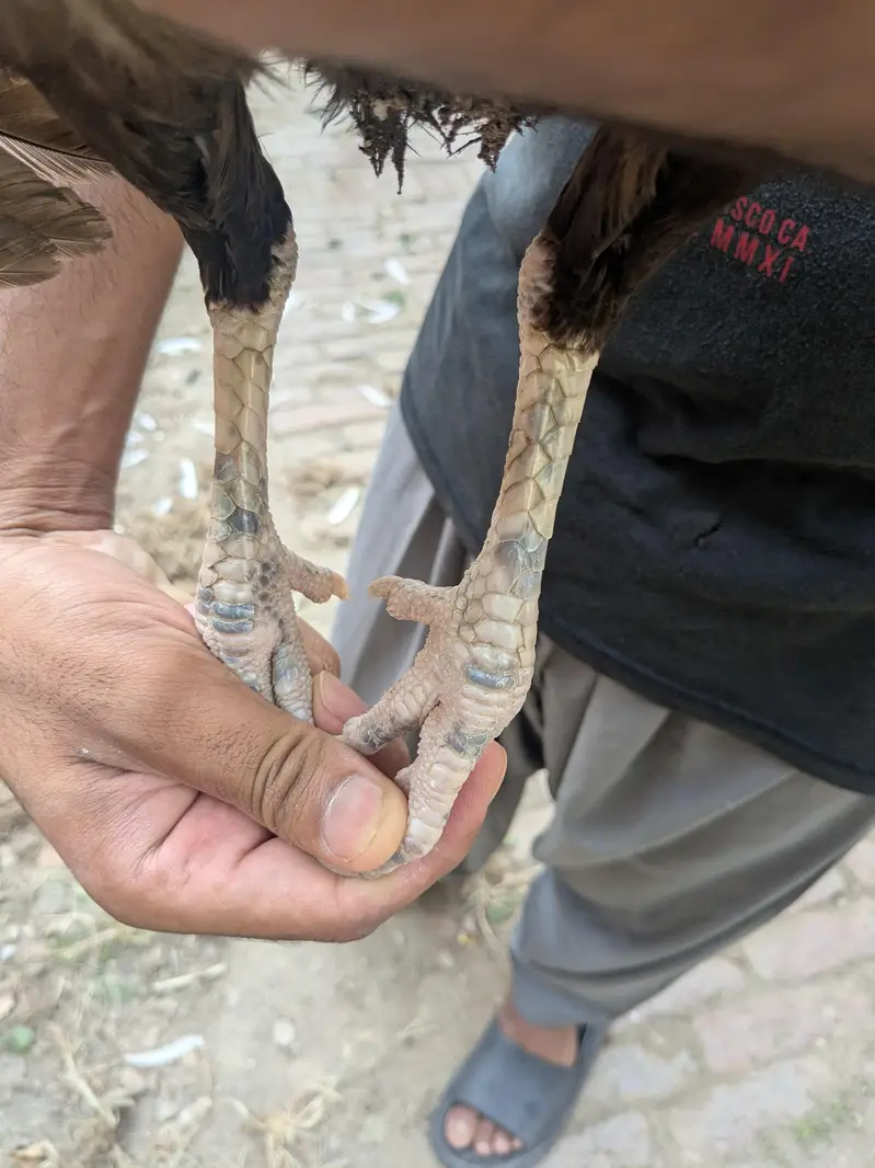 pure assel mianwali mushki high quality abhi kureez mn ha graunte Ando — photo 3