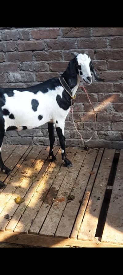 dasi bakri gaban tayr