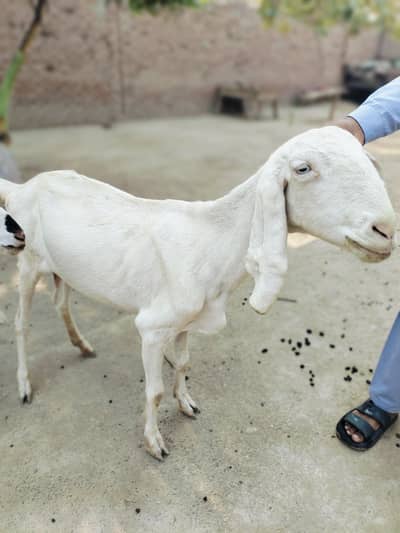 2 adad female goats