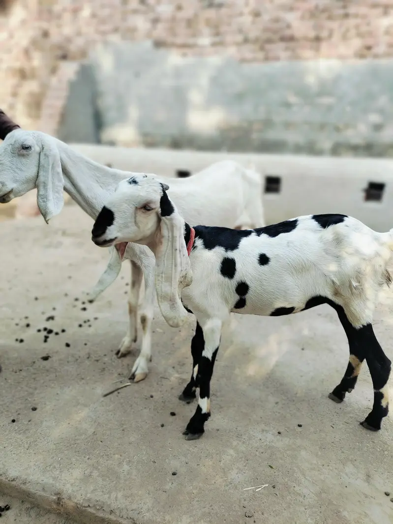 2 adad female goats — photo 2