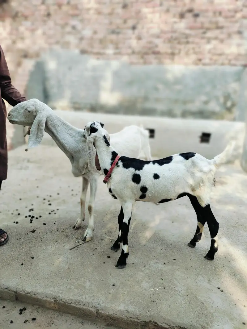 2 adad female goats — photo 3