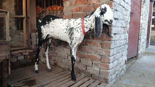 bakri or 1 baby femal for sale