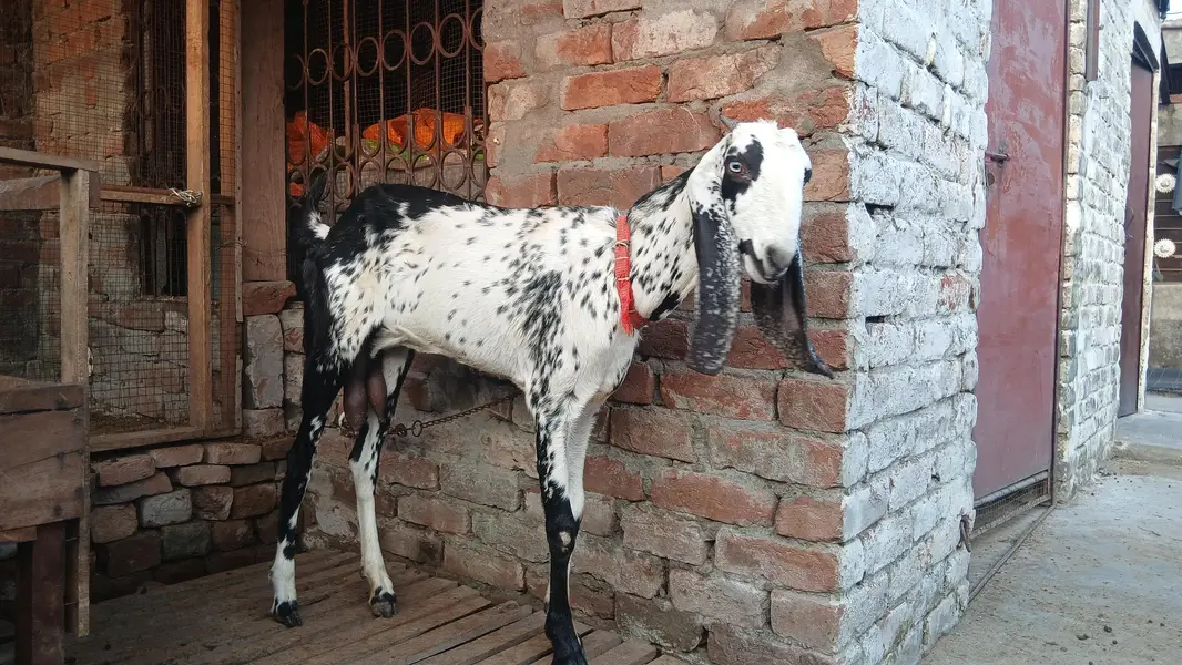 bakri or 1 baby femal for sale — photo 2