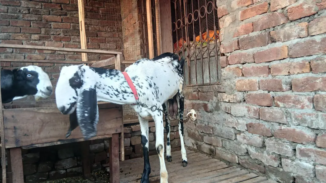 bakri or 1 baby femal for sale — photo 3