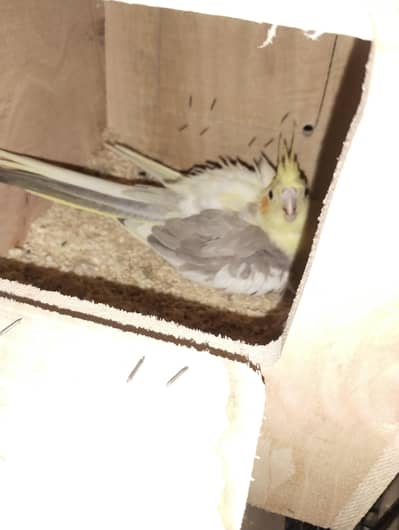 coctail  breder pair