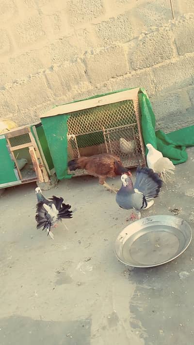 full breeder pair ha jagha ki wajha se sale kar Raha hun