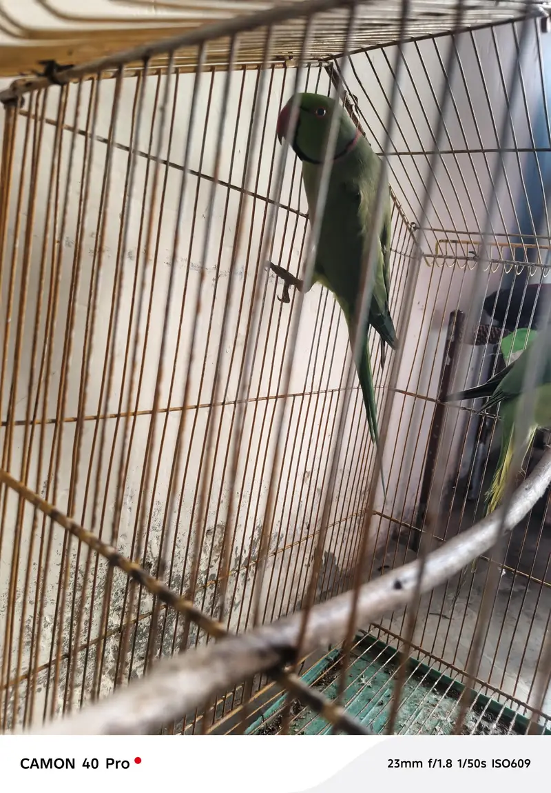 love brid — photo 2