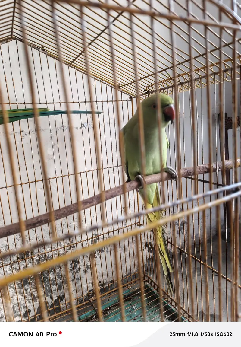 love brid — photo 3