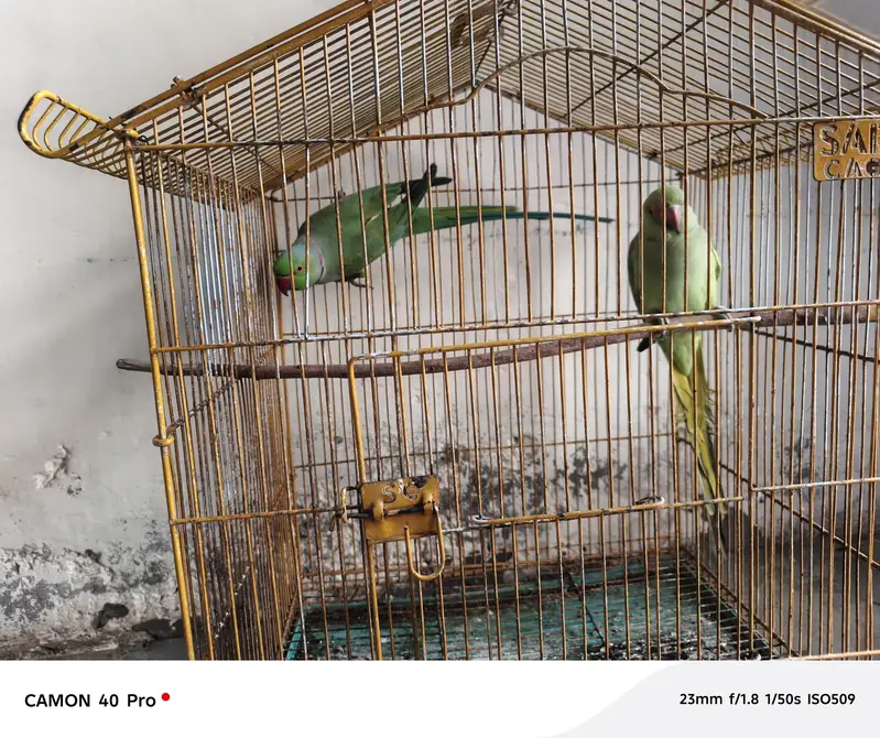 love brid — photo 4