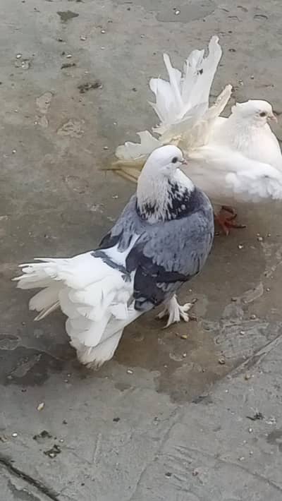 Laky  pair for sell or extra male for sell video bi hai 0312/496/21/95