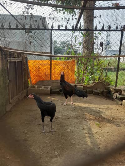 pure Aseel Zaire dum mushka pair grown at dairy farm