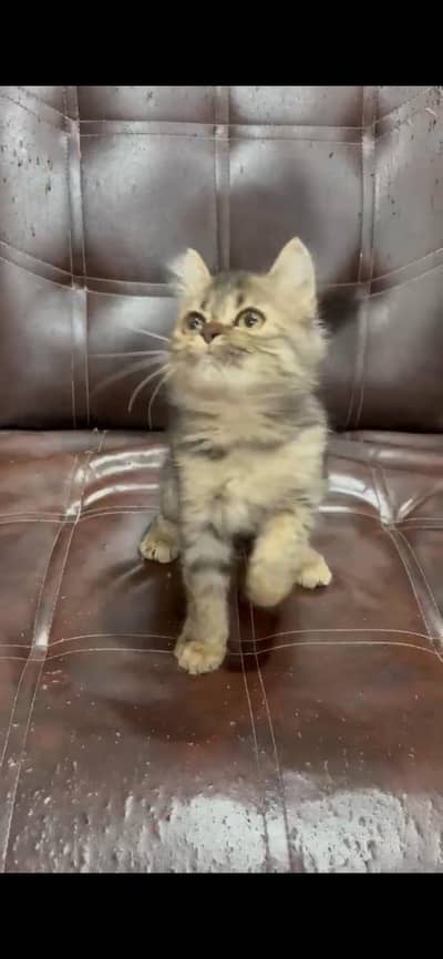 Maine Coon x Persian