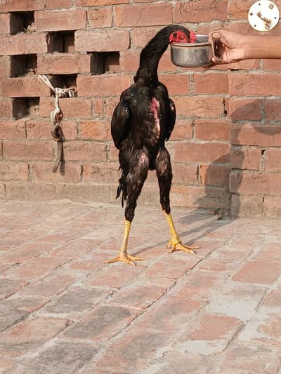 O shamo male for sale age 8 months